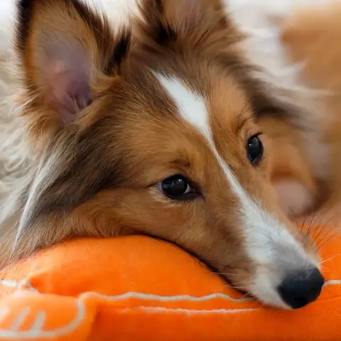 Hund liegt auf Kissen
