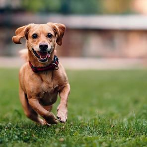 Kleiner brauner Hund läuft über Wiese
