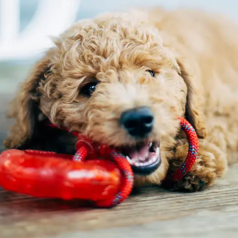 Hund kaut auf Spielzeug