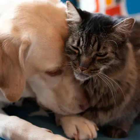 Hund und Katze kuscheln