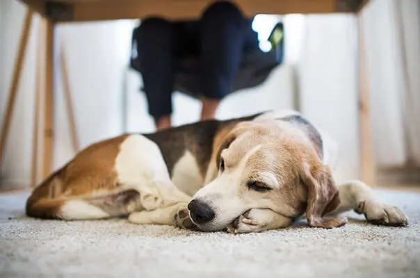 Le chien est couché sous la table