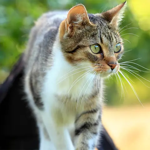 Katze läuft auf Mauer