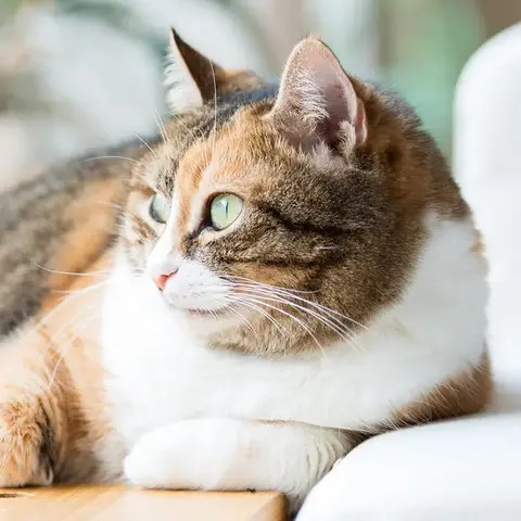 Getigerte Katze liegt auf Fensterbrett