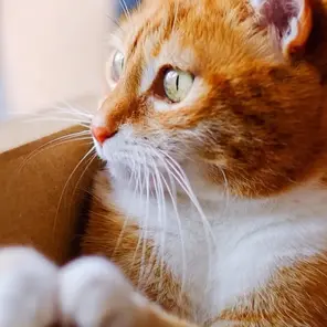 Katze in Karton