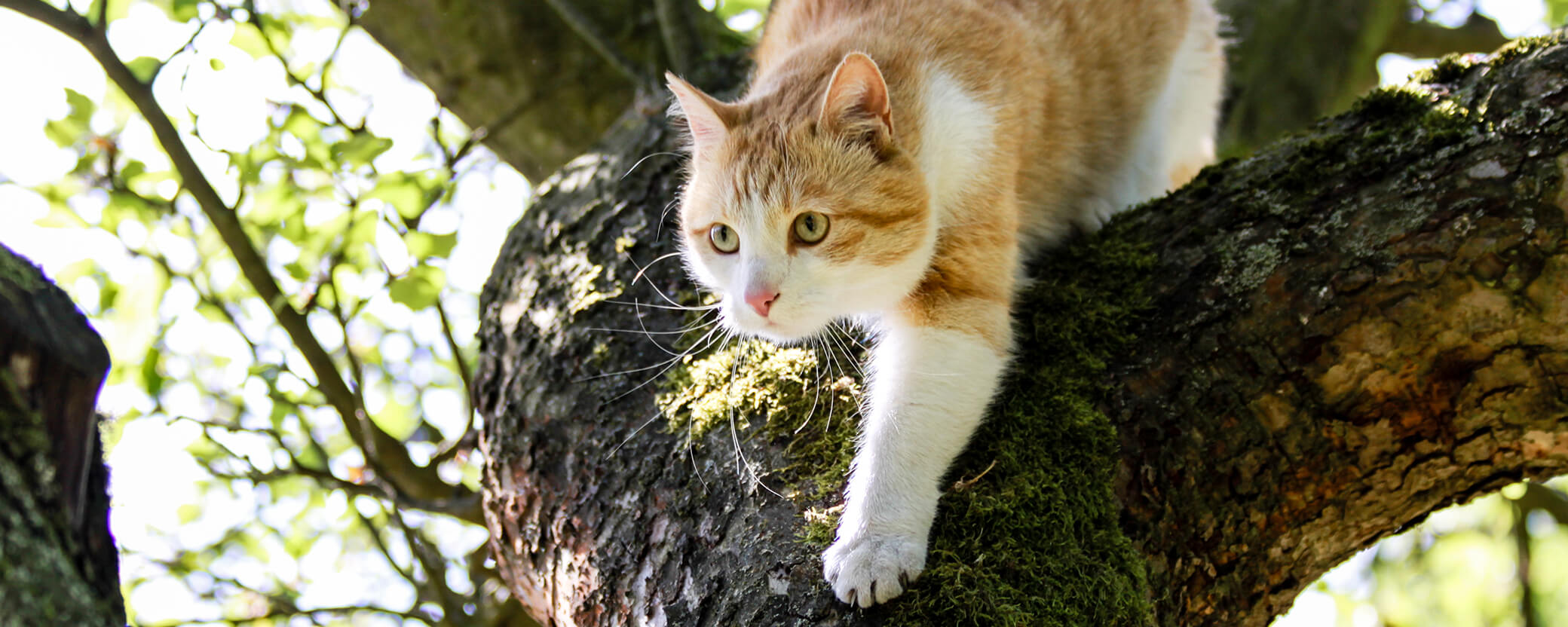 Katze jagt auf Baum